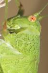 Phaneroptera nana
