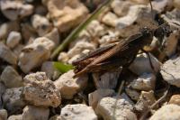Calliptamus italicus
