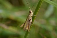 Chorthippus dorsatus