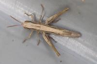 Euchorthippus elegantulus