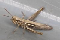 Euchorthippus elegantulus