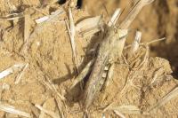 Pseudochorthippus parallelus