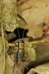 Nemobius sylvestris