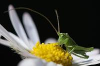 Tettigonia viridissima