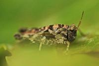 Tetrix undulata