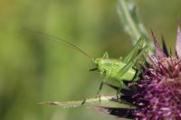 Tettigonia viridissima