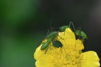 Leptophyes punctatissima