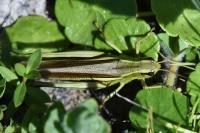 Stethophyma grossum