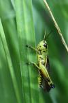 Stethophyma grossum