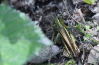 Stethophyma grossum