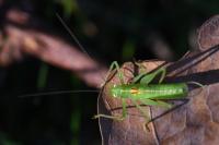 Méconème fragile