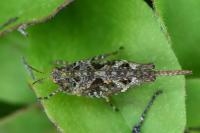 Tetrix ceperoi