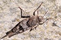 Oedipoda caerulescens