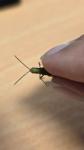 Chorthippus dorsatus
