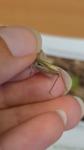 Chorthippus dorsatus