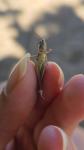 Euchorthippus elegantulus