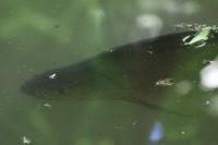 Abramis brama
