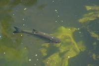 Squalius cephalus
