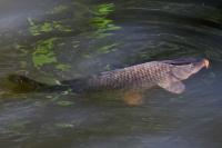 Cyprinus carpio