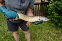 Esox lucius