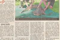 Silurus glanis