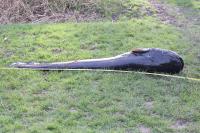 Silurus glanis