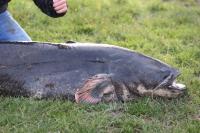 Silurus glanis