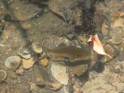 Lepomis gibbosus