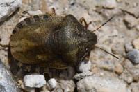 Eurygaster testudinaria