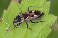 Rhyparochromus vulgaris