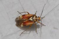 Lygus pratensis