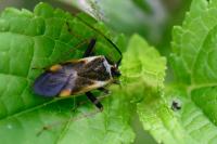 Adelphocoris seticornis