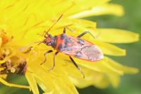 Corizus hyoscyami