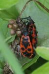 Pyrrhocoris apterus