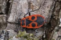 Pyrrhocoris apterus