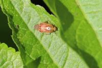 Lygus pratensis