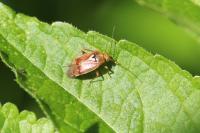 Lygus pratensis