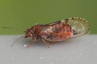 Cacopsylla crataegi