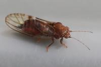 Cacopsylla crataegi
