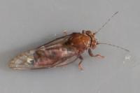 Cacopsylla crataegi