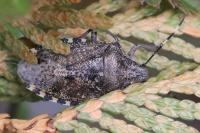 Rhaphigaster nebulosa