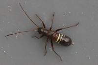 Miris striatus