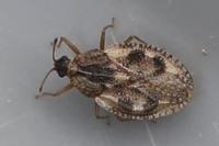 Dictyla humuli