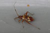 Closterotomus fulvomaculatus