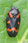 Cercopis intermedia