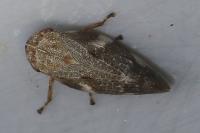 Aphrophora alni