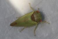 Iassus lanio
