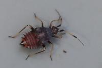 Deraeocoris ruber