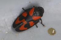 Cercopis vulnerata