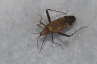 Phytocoris